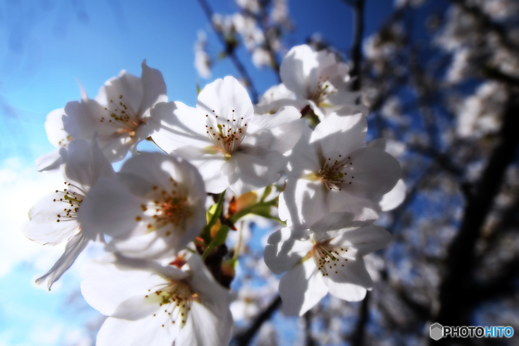 桜..