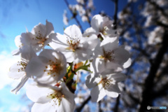 桜..
