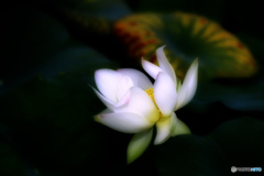 遅咲き