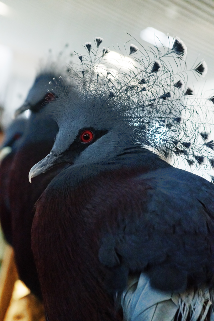 扇鳩