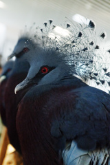 扇鳩