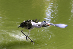 来る