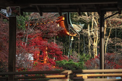□紅葉