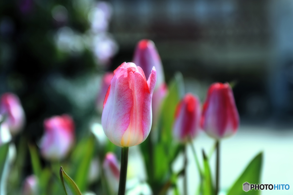 -tulip-