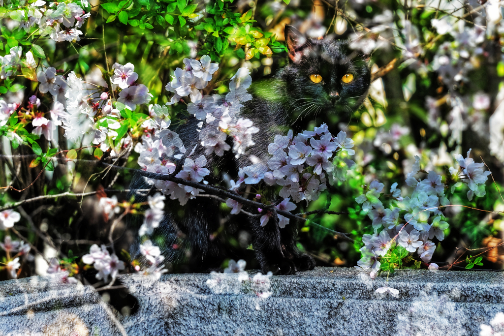 桜猫