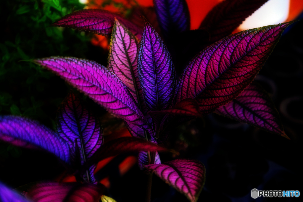 Purple Leaf