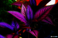 Purple Leaf