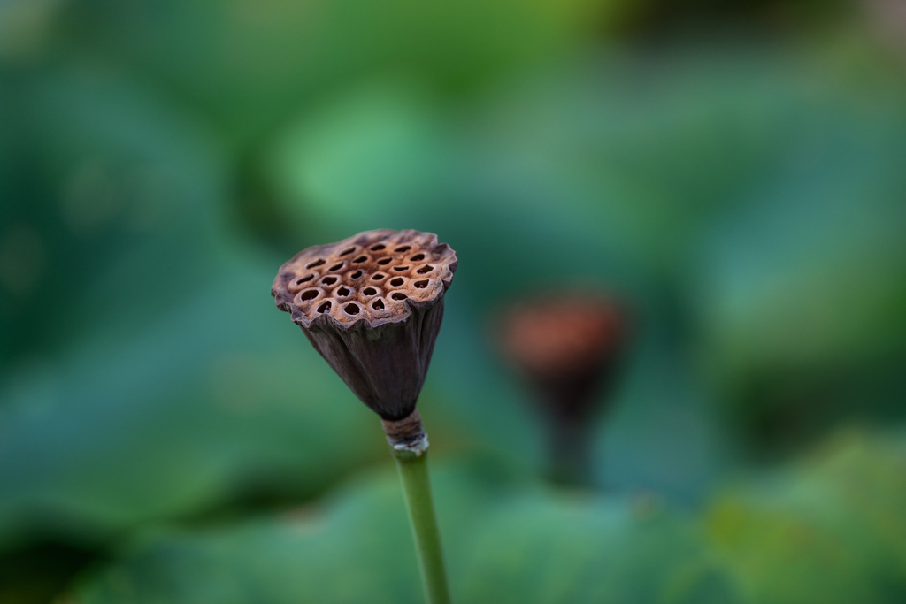 ”花托”