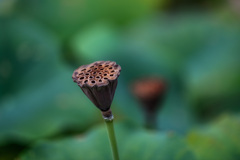 ”花托”