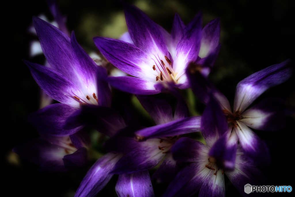 コルチカム・オータムクロッカス