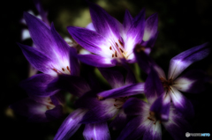 コルチカム・オータムクロッカス