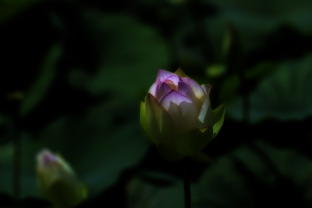 ❁