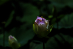 ❁
