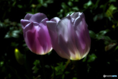 dark pink