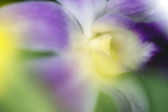 soft colors