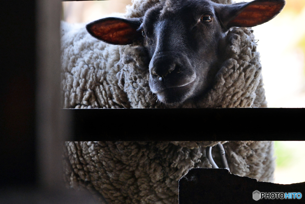 sheep