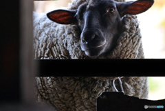 sheep