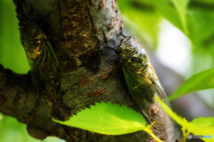 green reflection