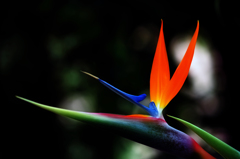 極楽鳥花