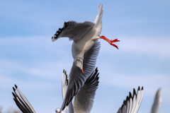 ユリカモメⅴ