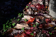 ・枯れ葉・