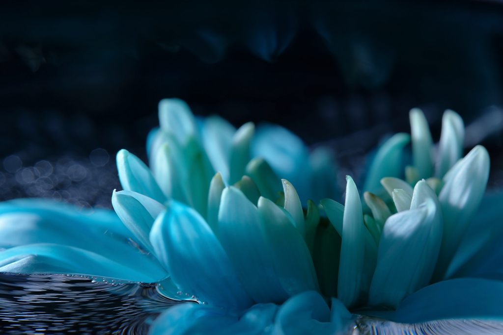 マリンブルーの花