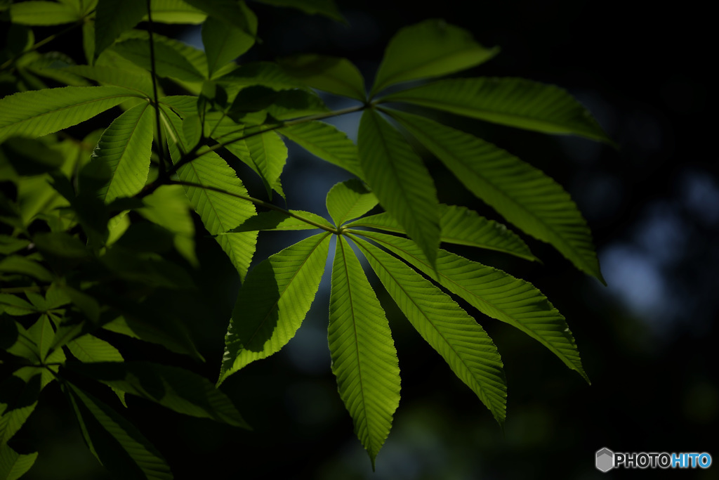 掌状複葉　