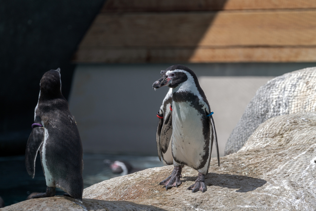 天王寺動物園b