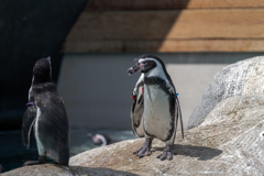 天王寺動物園b