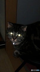 スマホでフラッシュ撮影