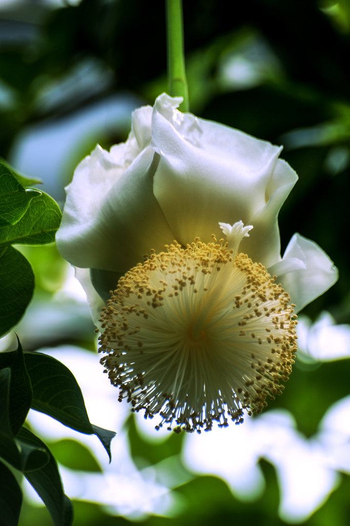 バオバブの花