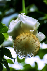 バオバブの花
