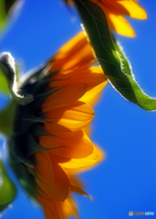 ひまわりの季節