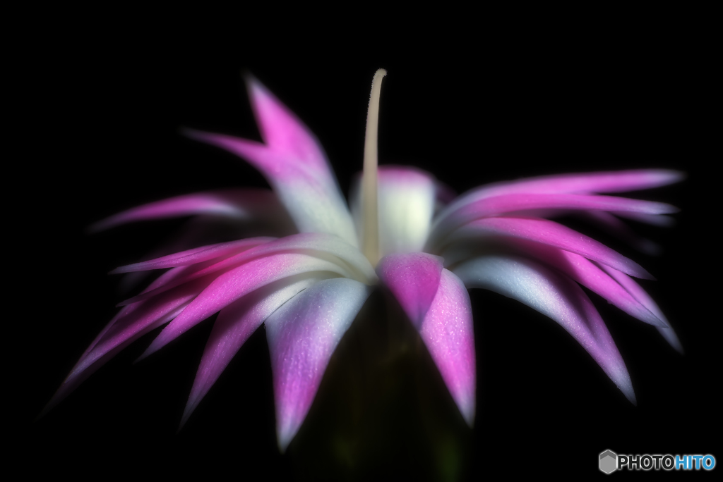 narrow petals