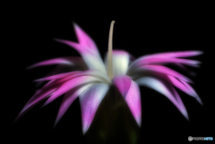 narrow petals