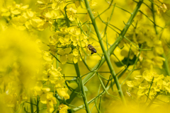 °菜の花°