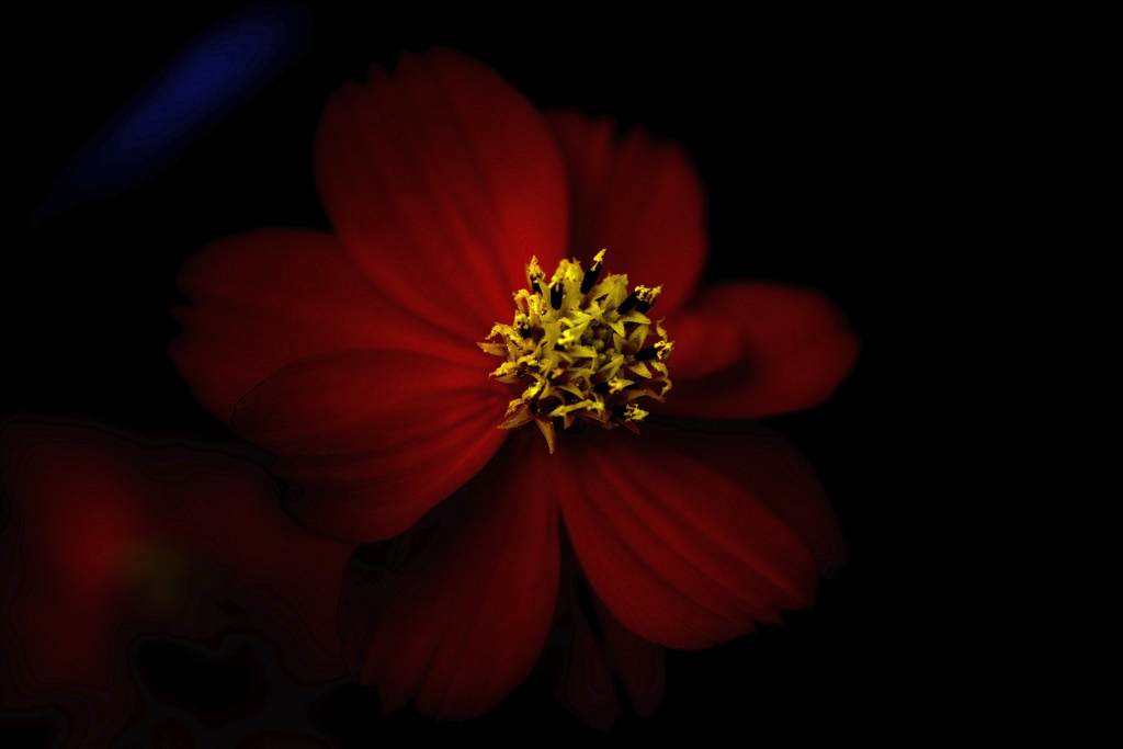 Red Cosmos