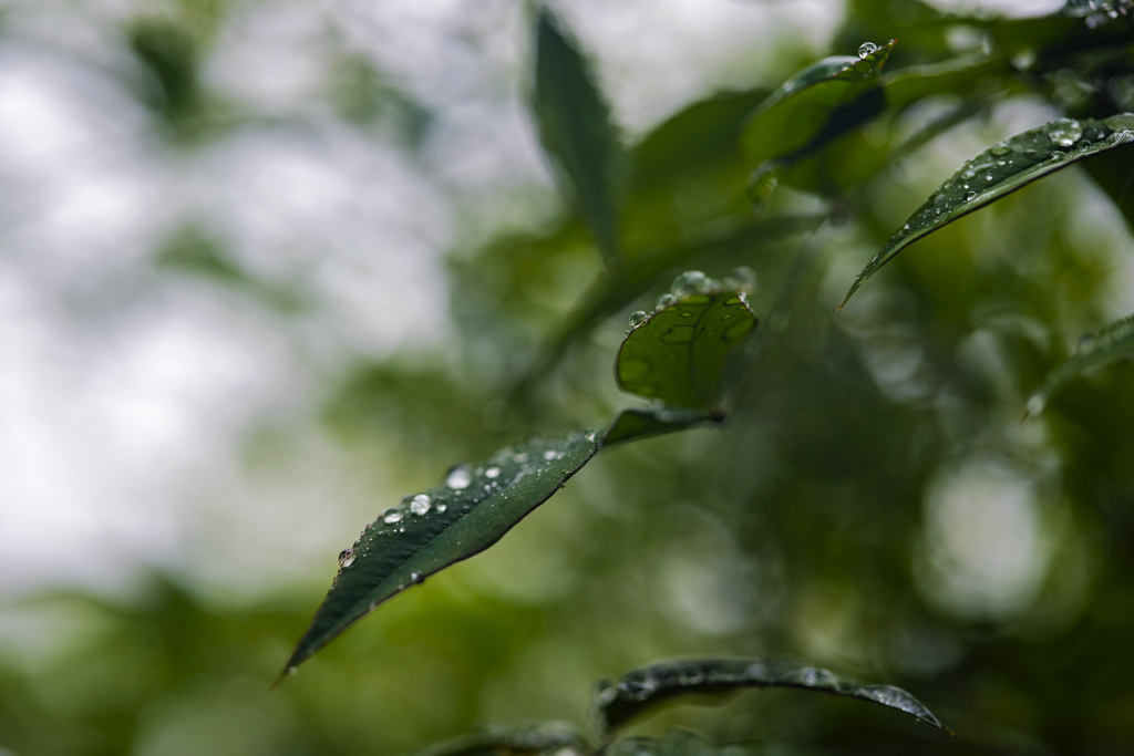 雨粒。