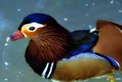 Ⅷ