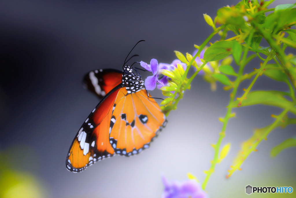 スジグロカバマダラ