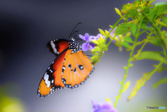 スジグロカバマダラ