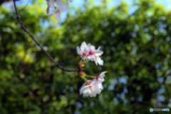 春は春