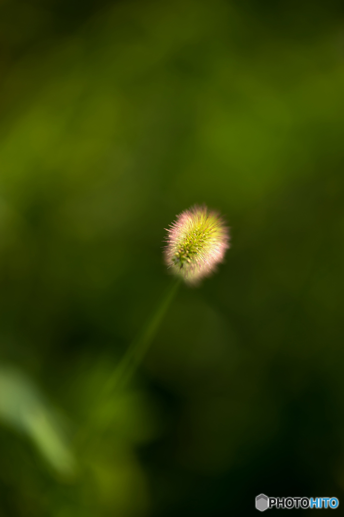 ・ねこじゃらし