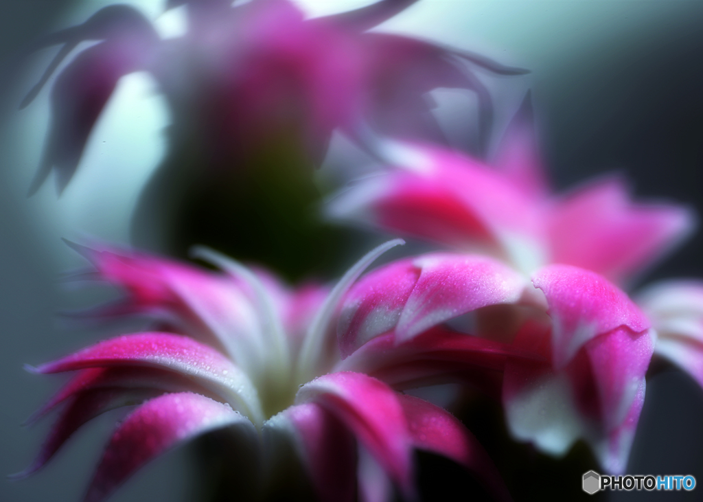 花と影