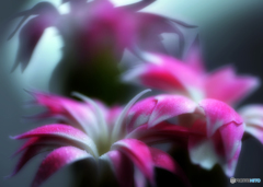 花と影