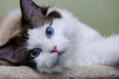 blue eyes