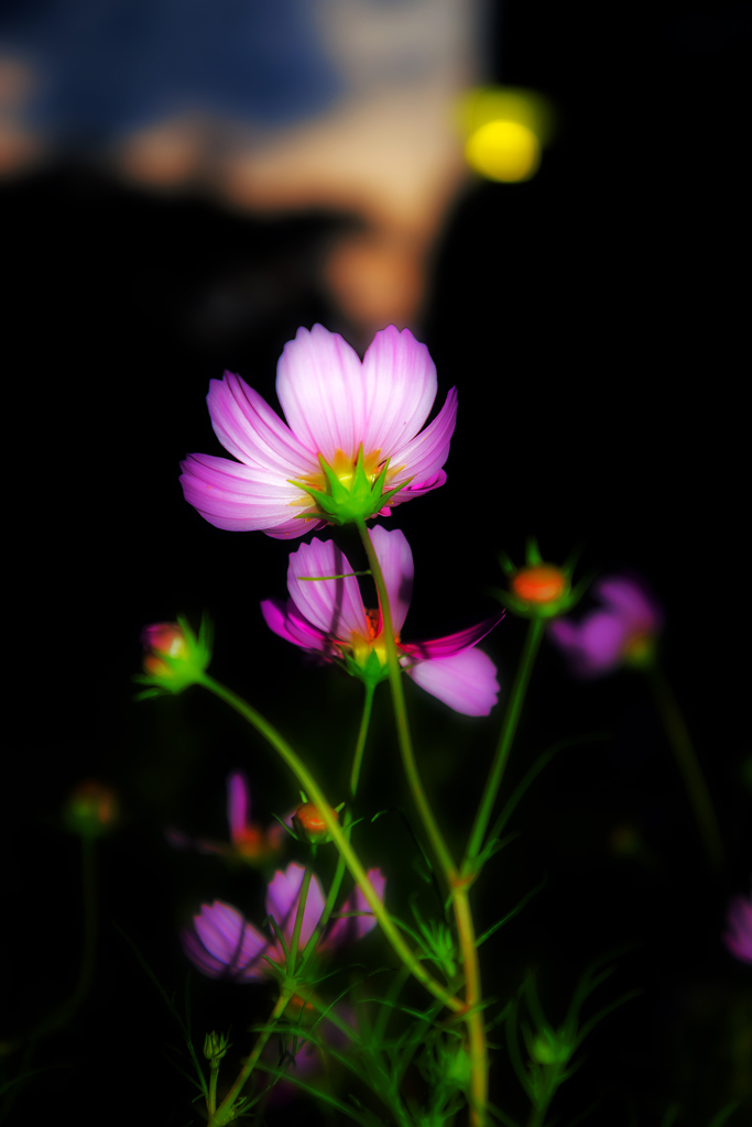 夕暮れコスモス