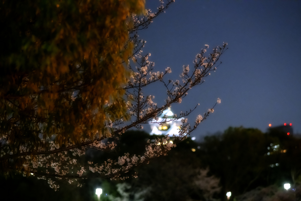 夜桜Ⅱ