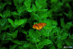 green : orange