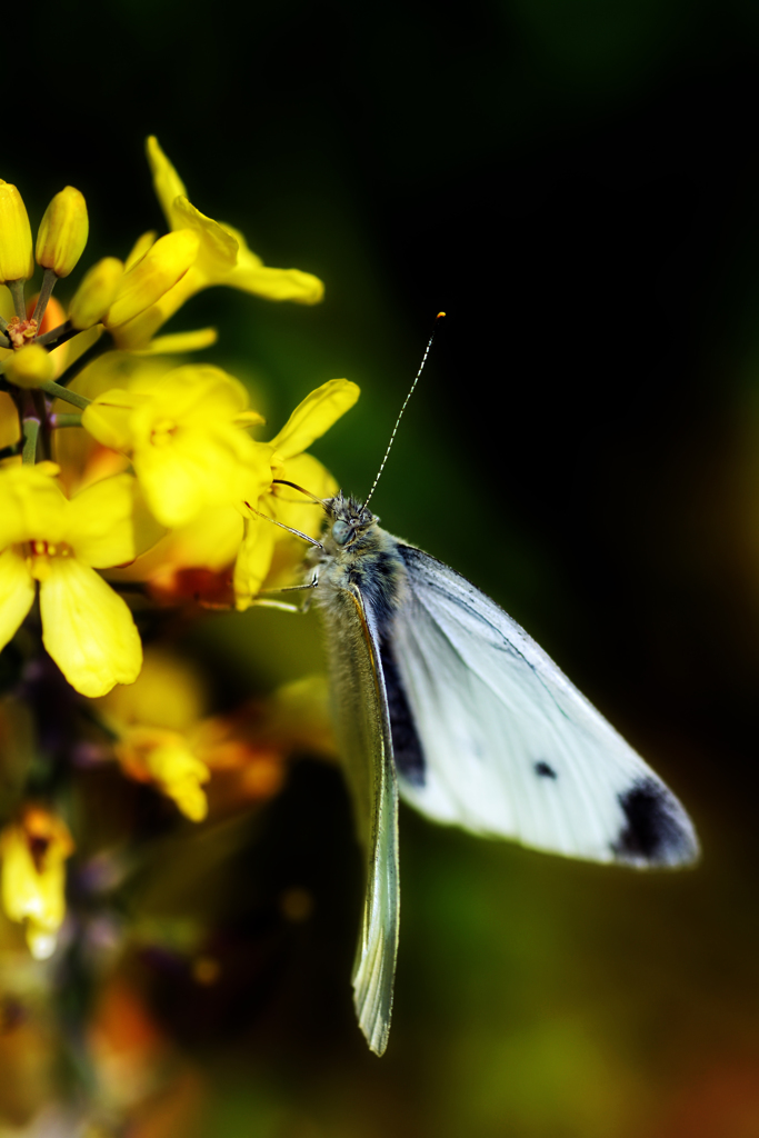 モンシロチョウ